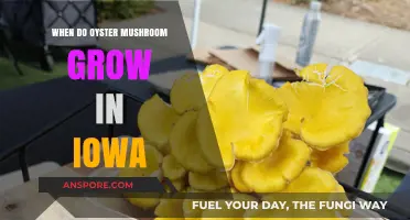 Iowa's Oyster Mushroom Season: Timing and Growing Conditions Explained