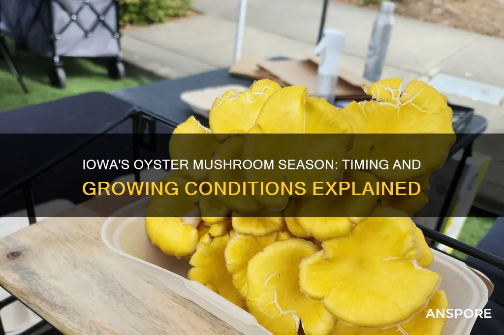 when do oyster mushroom grow in iowa