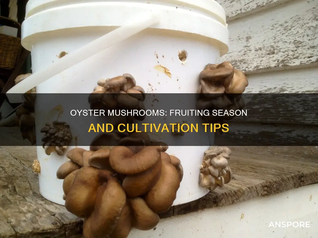 when do oyster mushrooms fruit