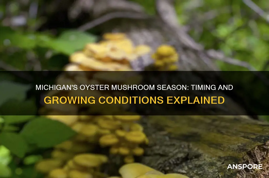 when do oyster mushrooms grow in michigan