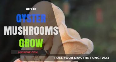 Optimal Conditions for Oyster Mushroom Growth: Timing and Factors