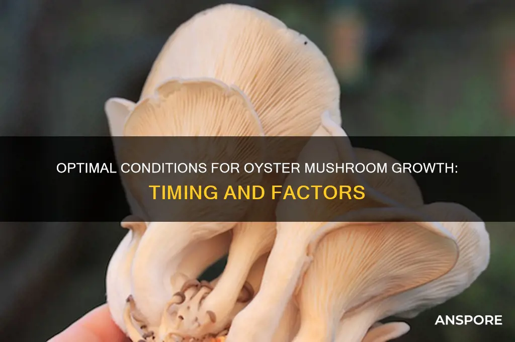 when do oyster mushrooms grow