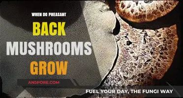 When and Where to Find Pheasant Back Mushrooms Growing