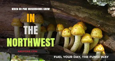 Pine Mushroom Season in the Northwest: Timing and Harvest Tips