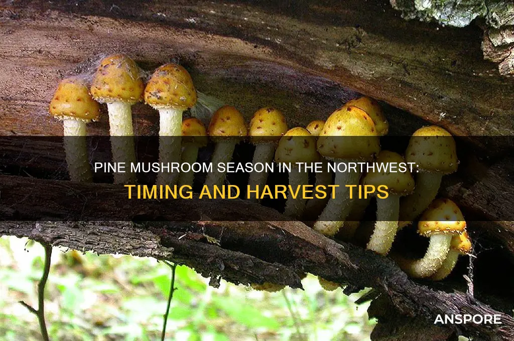 when do pine mushrooms grow in the northwest