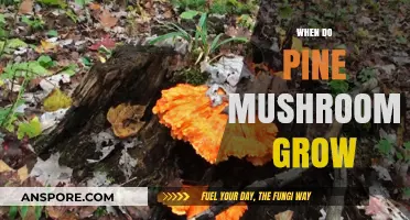 When Do Pine Mushrooms Grow: A Seasonal Guide for Foragers