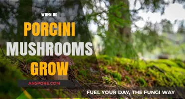 When Do Porcini Mushrooms Grow: A Seasonal Guide for Foragers