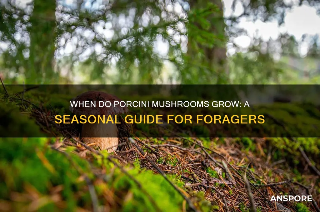 when do porcini mushrooms grow