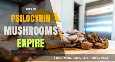 Mushroom Magic: How Long Does It Last?