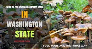 When and Where Psilocybin Mushrooms Thrive in Washington State