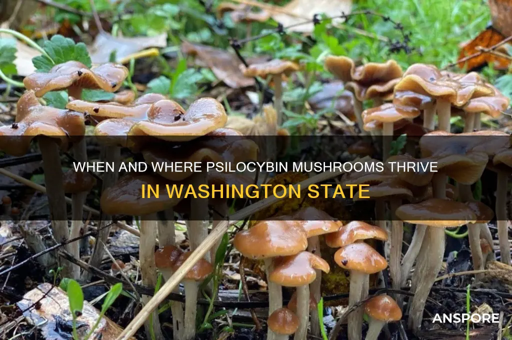when do psilocybin mushrooms grow in washington state