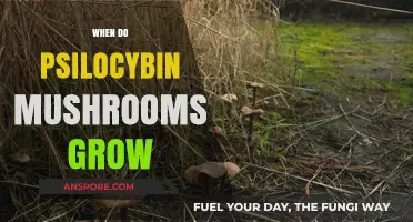 When and Where Psilocybin Mushrooms Thrive: A Seasonal Guide
