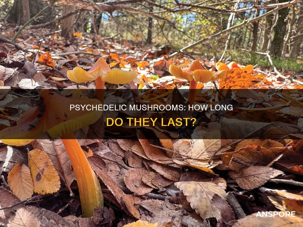 when do psychedelic mushrooms expire
