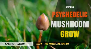 When and Where Psychedelic Mushrooms Naturally Thrive in the Wild