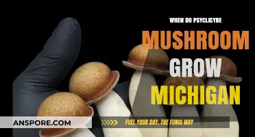 Michigan's Psilocybe Mushroom Season: When and Where to Find Them