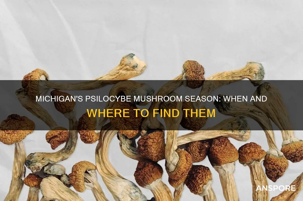 when do psyclicybe mushrooms grow michigan