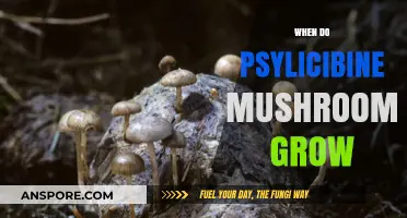 When and Where Psilocybin Mushrooms Naturally Thrive in the Wild
