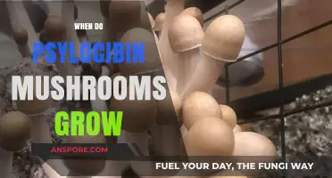 When and Where Psilocybin Mushrooms Thrive: A Seasonal Guide