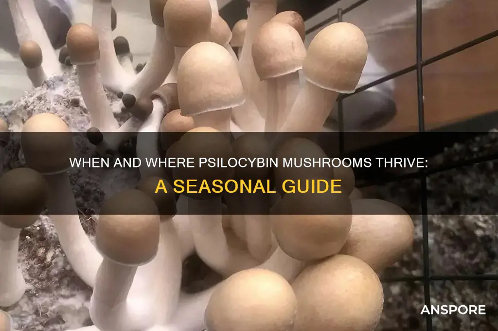 when do psylocibin mushrooms grow
