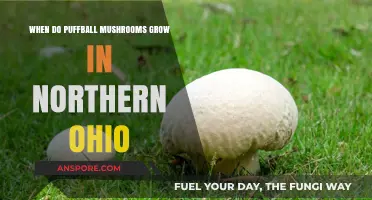Puffball Mushroom Season in Northern Ohio: Timing and Tips