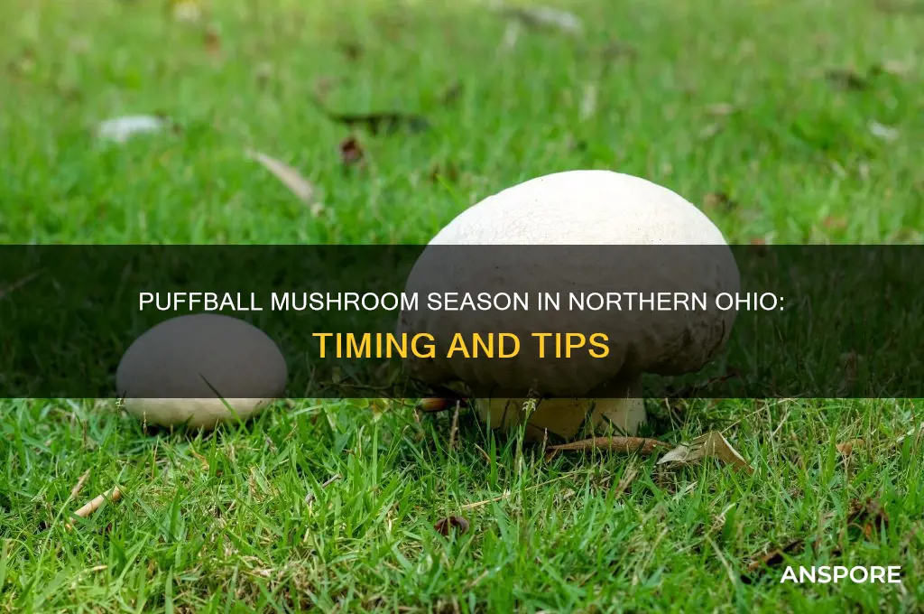 when do puffball mushrooms grow in northern ohio