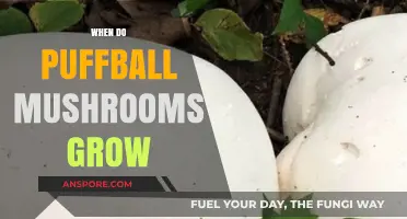 When and Where Puffball Mushrooms Thrive: A Seasonal Guide
