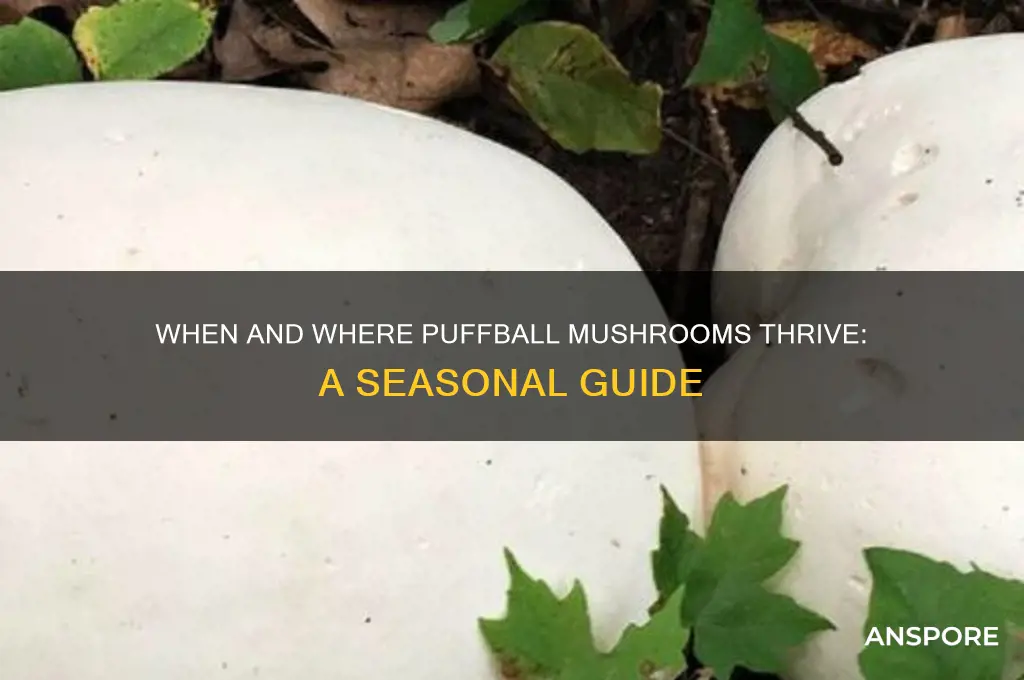 when do puffball mushrooms grow