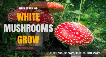 Red and White Mushrooms: Seasonal Growth Patterns and Optimal Conditions