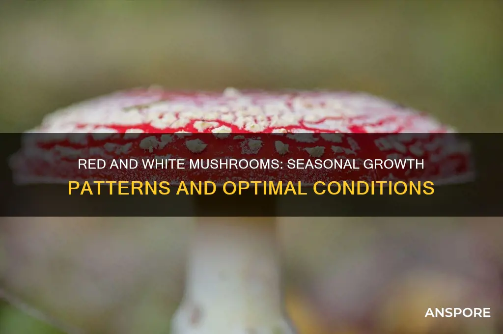 when do red and white mushrooms grow