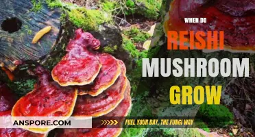 When and Where Reishi Mushrooms Thrive: A Seasonal Growth Guide