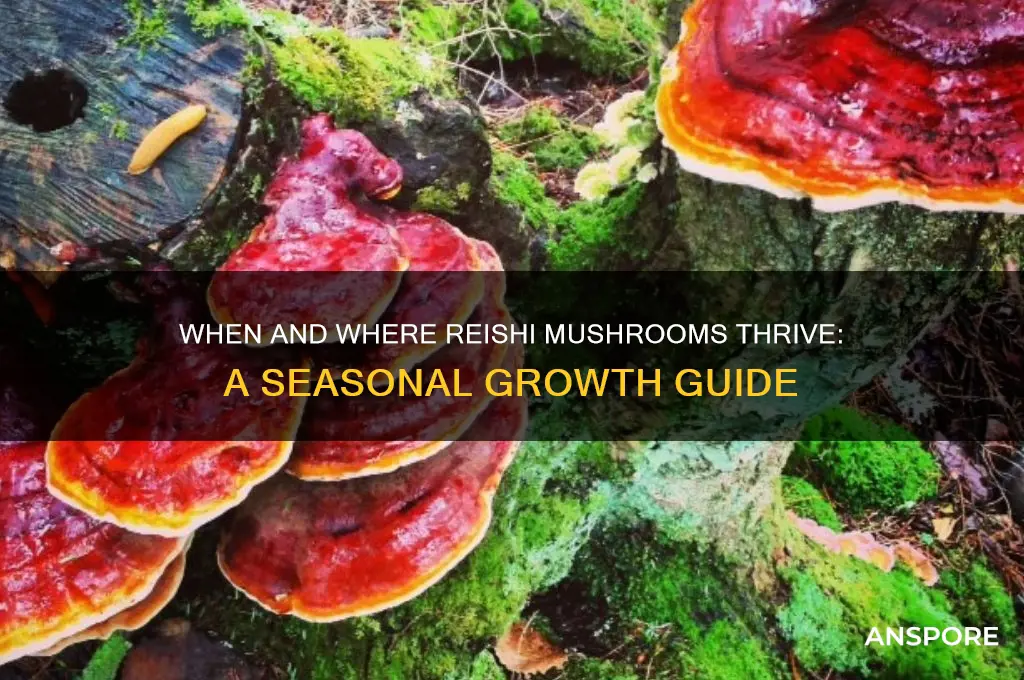 when do reishi mushrooms grow