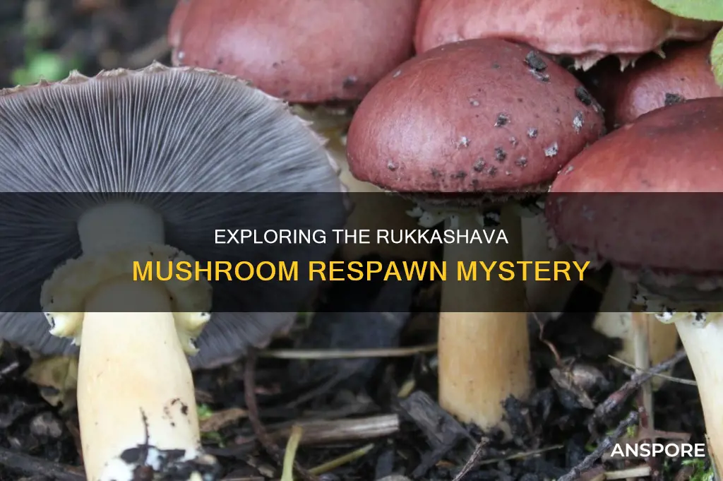 when do rukkhashava mushrooms respawn