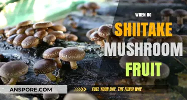 Shiitake Mushroom Fruiting: Timing and Harvesting Techniques