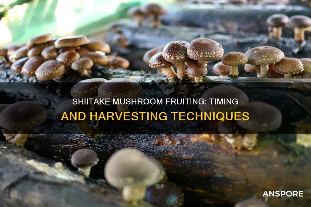 when do shiitake mushrooms fruit