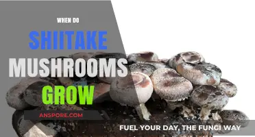 When Do Shiitake Mushrooms Grow: A Seasonal Cultivation Guide