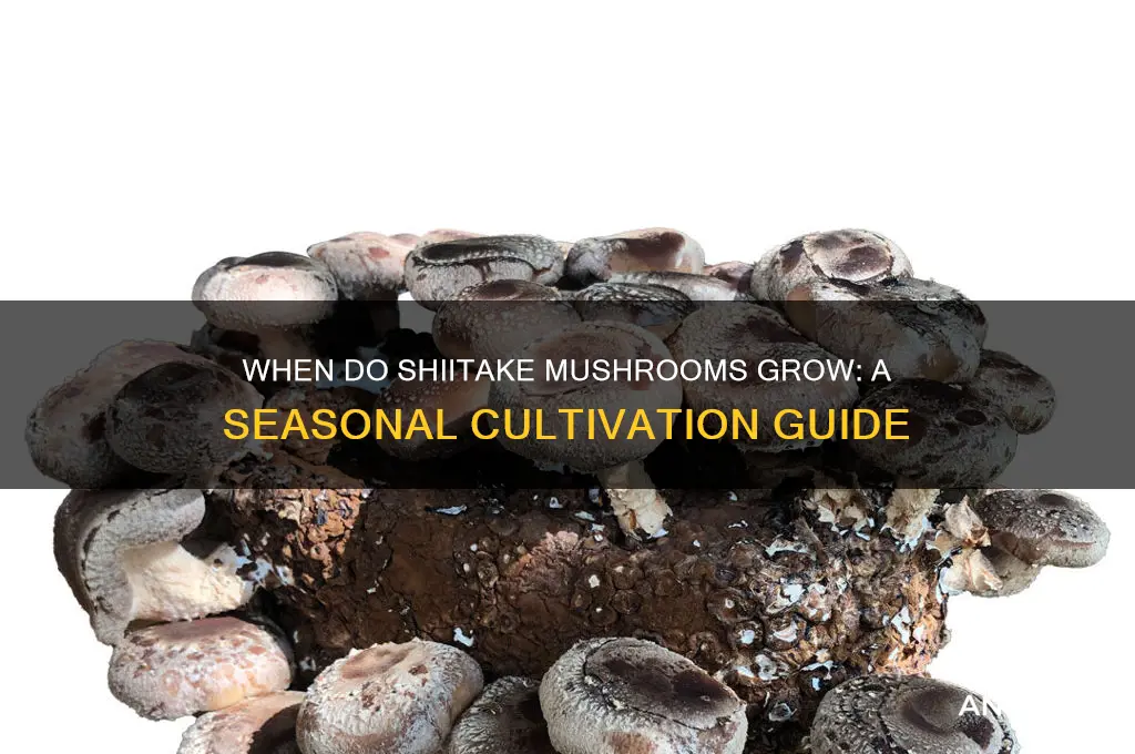 when do shiitake mushrooms grow