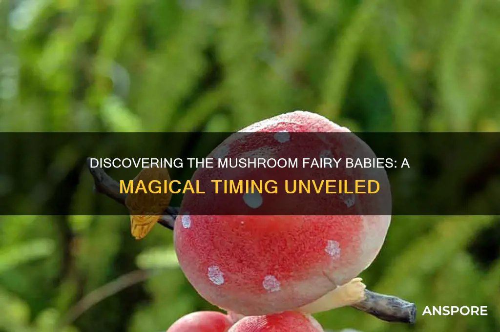 when do they find the mushroom fairy bavies