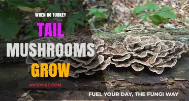 When Do Turkey Tail Mushrooms Grow: A Seasonal Guide