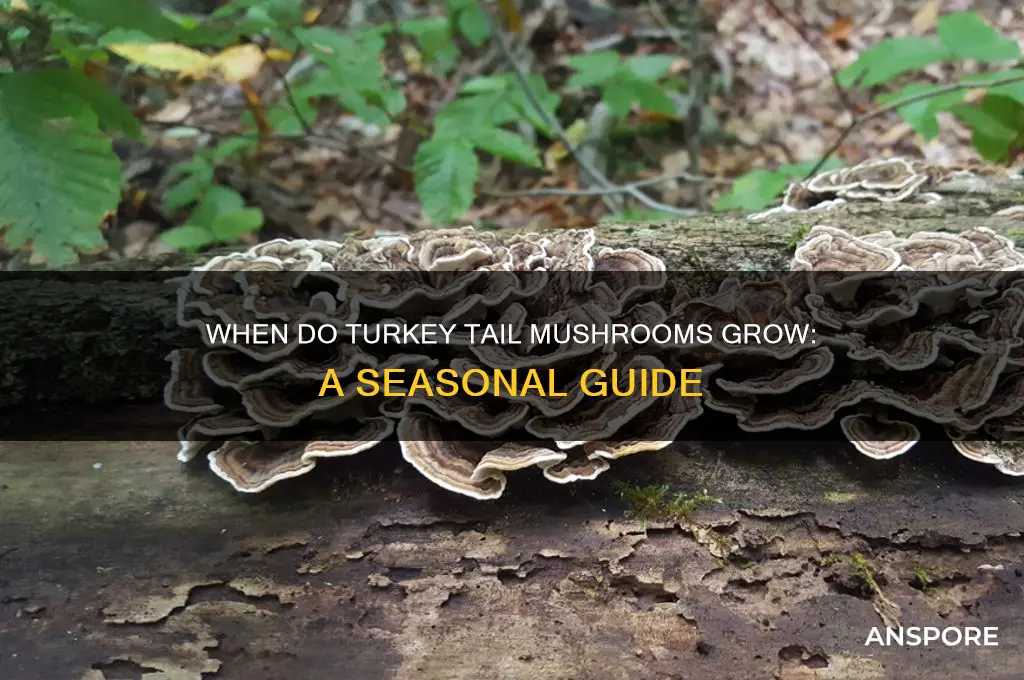 when do turkey tail mushrooms grow