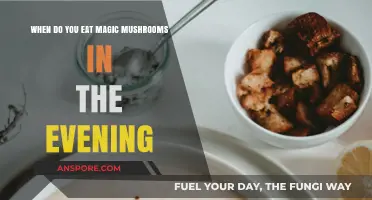 Evening Magic Mushroom Timing: Best Practices for Optimal Experience