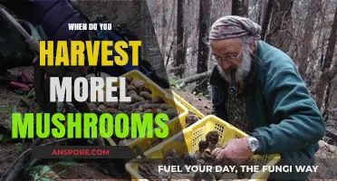 Perfect Timing: When to Harvest Morel Mushrooms for Optimal Flavor