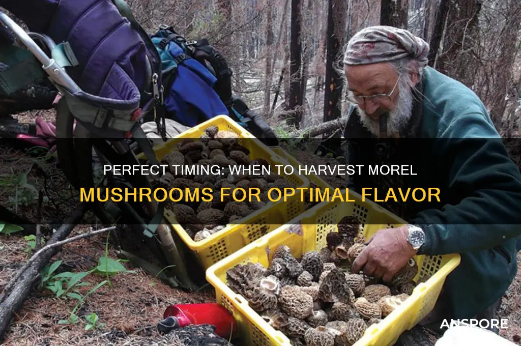 when do you harvest morel mushrooms