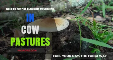 Harvesting Psilocybin Mushrooms in Cow Pastures: Timing and Tips