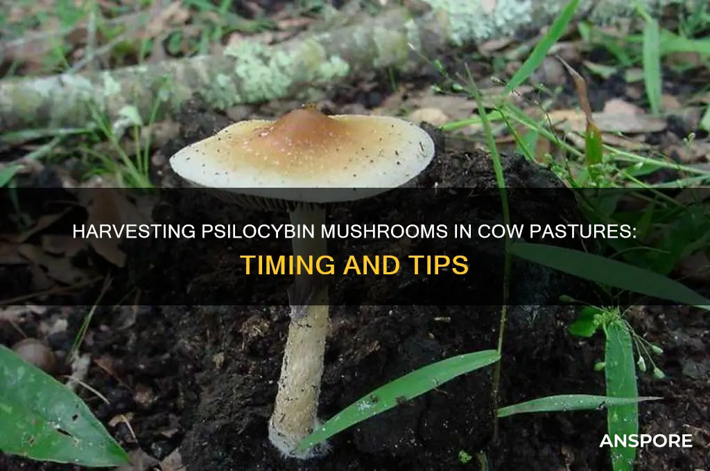 when do you pick psylacibin mushrooms in cow pastures