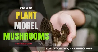 Best Time to Plant Morel Mushrooms for a Bountiful Harvest