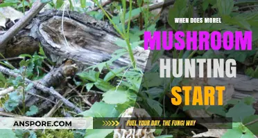 When Does Morel Mushroom Hunting Season Begin: A Guide