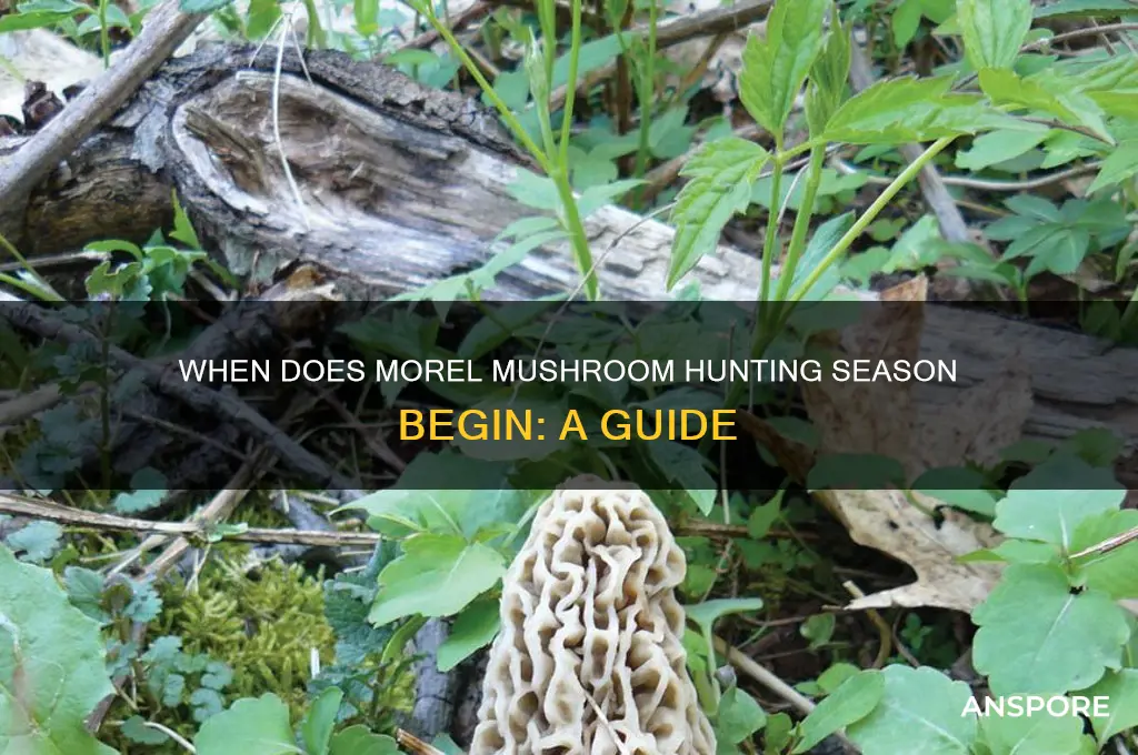 when does morel mushroom hunting start