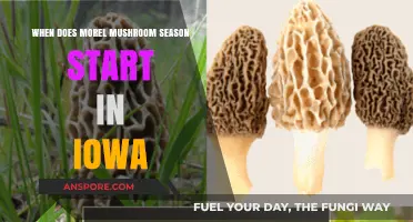 Iowa's Morel Mushroom Season: Timing and Tips for Foraging Success