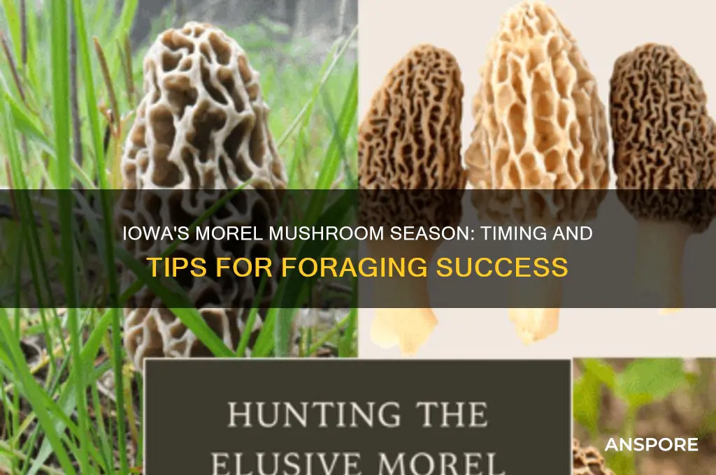 when does morel mushroom season start in iowa
