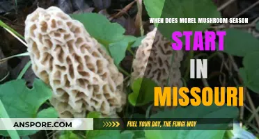 Missouri Morel Mushroom Season: Timing and Tips for Foraging Success